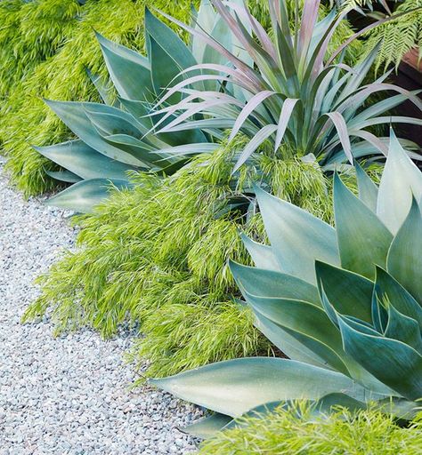 Yucca 'Magenta Magic,' Agave 'Blue Flame,' and Acacia 'Cousin Itt' (top, from left to right) making a lot of magic together with contrasting textures and colors together in this sweet garden! ⁠ ⁠ Now's the time to get your home and garden ready for gatherings and guests. We have everything your garden needs, so come on down and see us this weekend.⁠ ⁠ #floragrubbgardens⁠ #fallplanting⁠ #acaciacousinitt⁠ #agaveblueflame⁠ #yuccamagentamagic Tree Houseplant, Wholesale Plants, Flora Grubb, Low Water Gardening, California Garden, Dry Garden, Colorful Succulents, Agave Plant, Coastal Gardens