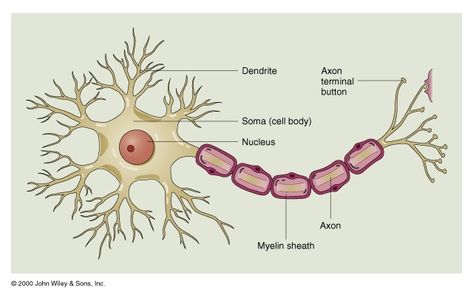 myelin Neuron Diagram, Neuron Model, Cells Project, Cell Model, Brain Supplements, Nerve Cell, Central Nervous System, Brain Development, Brain Health