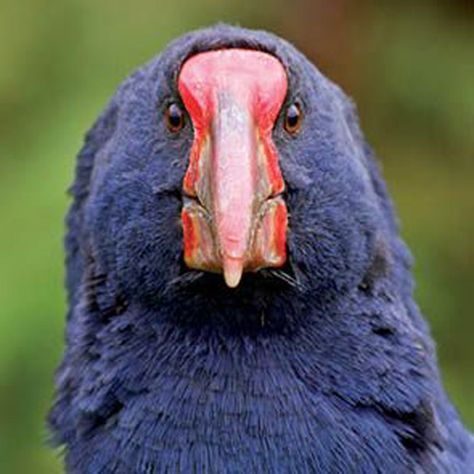 South Island Takahe (Porphyrio hochstetteri)  Looks like a giant purple gallinule x moorhen x dinosaur!! <3 Weird Birds, Back From The Brink, Flightless Bird, Rare Birds, Bird Cages, All Birds, Bird Pictures, Reptiles And Amphibians, Colorful Birds