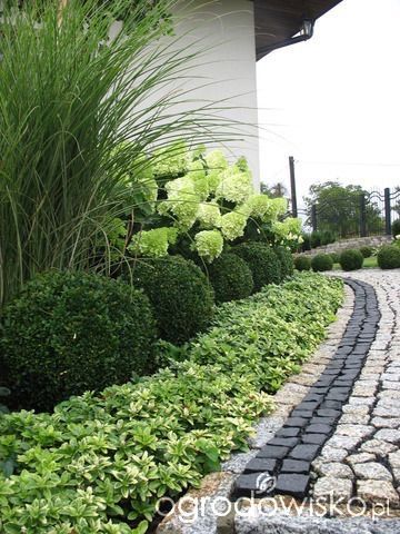 Hydrangeas Landscaping, Boxwood Hydrangea, Boxwood Landscaping, Mailbox Landscaping, Hydrangea Landscaping, Limelight Hydrangea, Side Yard Landscaping, Landscaping Design Ideas, Ornamental Grass