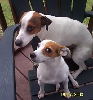 Chien Jack Russel, Big Fluffy Dogs, Jack Russell Terrier Puppies, Jack Russell Puppies, Russel Terrier, Jack Russell Dogs, Dog Exercise, Jack Russells, Rat Terriers