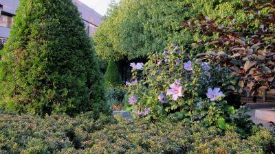 Moving Rose Of Sharons: How To Transplant Rose Of Sharon Shrubs - With a stiff, upright habit and open branches, rose of Sharon works in both informal and formal garden arrangements. Transplanting a rose of Sharon shrub is not difficult. Click this article for tips on how and when to transplant this shrub. Rose Of Sharon Tree, Rose Garden Landscape, Planting Plants, Garden Flowers Perennials, Black Thumb, Companion Plants, Planting Ideas, Formal Garden, Cottage Gardens