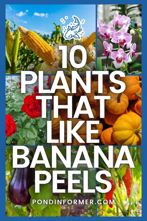 Elevate your gardening game with our collection of 10 plants that thrive when treated with banana peels! Whether you're nurturing roses, corns or other vegetables, learn how banana peels can provide essential nutrients for strong, healthy growth  #BananaPeelFertilizer #GardenTips #Gardening #Garden #NaturalFertilizer #PlantNutrition #OrganicGardening #GardeningHacks #HealthyPlants #SustainableGardening #BananaPeelCompost #BananaPeel #PondInformer Banana Peels For Plants, Banana Water For Plants, Banana Peel Water For Plants, Banana Plant, Banana Tea, Banana Water, Banana Benefits, Plant Benefits, Dried Bananas