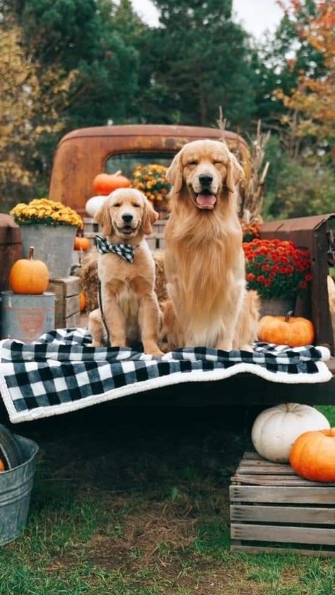 Fall Time Pictures, Fall Dog Photos, Golden Retriever Fall, Golden Retriever Wallpaper, Fall Photo Shoot Outfits, Dog Pumpkin, Dog Photoshoot, Fall Dog, Cute Dog Pictures