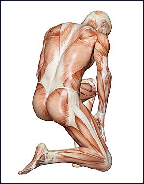 Kneeling On One Knee Pose Reference, Man On Knees Pose Drawing, Thorax Anatomy, Man Kneeling, Muscular Back, Body Bones, Human Anatomy Drawing, Tongue Tie, Human Reference