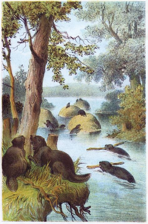 Beavers gnawing a tree and building a dam Free Vintage Antique Illustration Beaver Lodge Illustration, Beaver Dam Drawing, Beaver Dam Illustration, Beaver Illustration Drawing, Beaver Painting, Vintage Zoology, Beaver Habitat, River Mural, Beaver Illustration