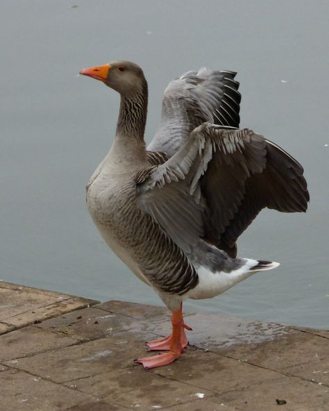 Goose Photography, Geese Photography, Goose Painting, Greylag Goose, Goose Drawing, Aquatic Birds, Coastal Birds, British Birds, Bird Watcher