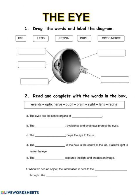 Reading Games For Kids, Human Body Worksheets, Eye Anatomy, Parts Of The Eye, The Human Eye, 4th Grade Science, Science Articles, Human Body Systems, Free Worksheets