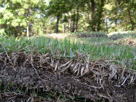 How to Get Your Newly Sodded Zoysia Off to a Healthy Start Zoysia Lawn, Zoysia Sod, Sod Grass, Zoysia Grass, How To Shade, Lawn Care, Lawn, Herbs, University