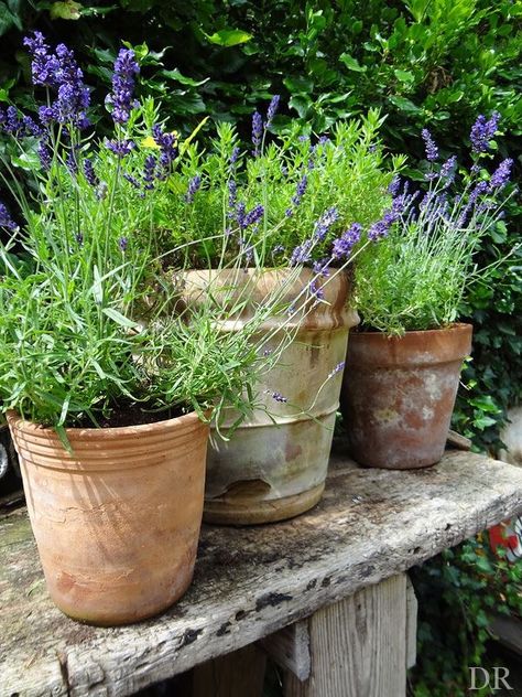 Lavender Plants, Container Garden Design, Mediterranean Garden, Have Inspiration, Garden Containers, Cactus Garden, Country Gardening, Garden Spaces, Dream Garden