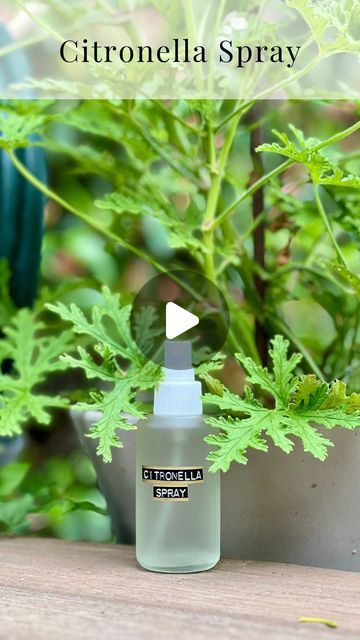 Citronella Plant Care, Diy Citronella, Homemade Bug Spray, Citronella Plant, Bamboo Landscape, Diy Bug Spray, Bug Spray Recipe, Esential Oils, Mosquito Spray