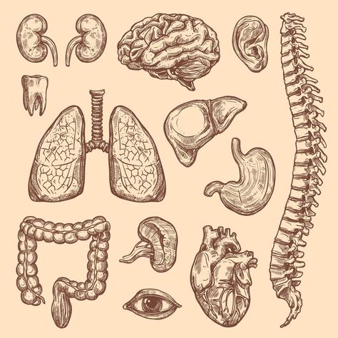 Body Anatomy Sketch, Sketch Body, Biology Drawing, Brain Drawing, Human Organs, Sketch Icon, Biology Art, Internal Organs, Human Body Anatomy