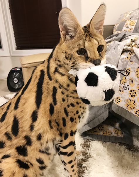 Serval Cat Domestic, Serval Fursona, Serval Pfp, Serval Pet, African Serval Cat, Savanna Cat, African Serval, Serval Cat, Savannah Cats