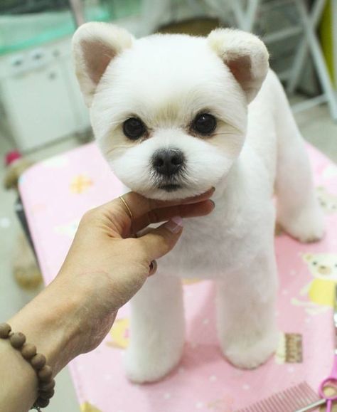 Grooming                                                       …                                                                                                                                                                                 More Small Dog Grooming Styles, Grooming Maltese, Maltese Grooming, Bear Dogs, Puppy Haircut, Grooming Ideas, Teddy Bear Puppies, Dog Grooming Styles, Creative Grooming