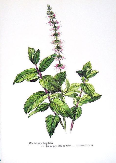 Medicinal Herbs: Peppermint | 31Daily.com Skechtbook Ideas, Ice Cream Christmas, Peppermint Herb, Peppermint Tea Benefits, Homemade Peppermint Patties, Mint Herb, Watercolor Herbs, Herb Art, Peppermint Plants