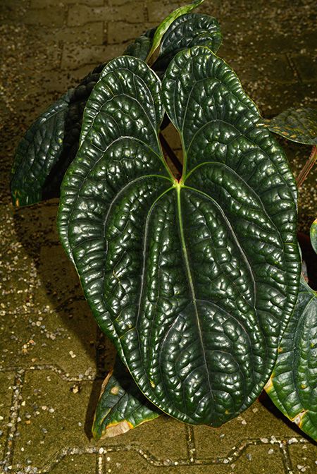 Anthurium Luxurians, Amazing Plants, Plant Lover, Plant Leaves, Plants