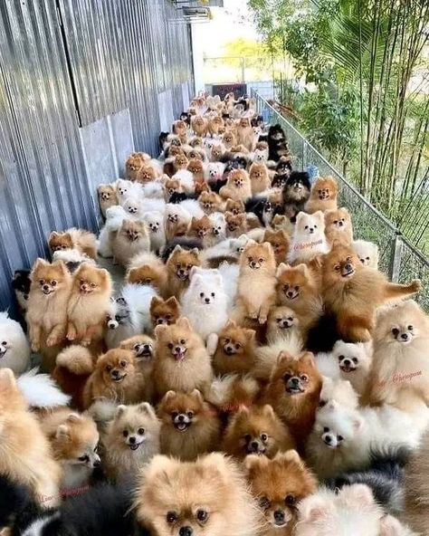 Pomeranian Lovers, Cute Pomeranian, Psy I Szczenięta, Dog Family, Cute Dog Photos, Cute Animals Puppies, Very Cute Dogs, Really Cute Dogs, Cute Little Puppies