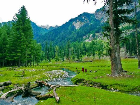 Kumrat Valley upper dir Pakistan Kumrat Valley, Naran Kaghan, Kaghan Valley, Nature Of God, Khyber Pakhtunkhwa, Valley View, Beautiful Sites, Travel Tours, Green Trees