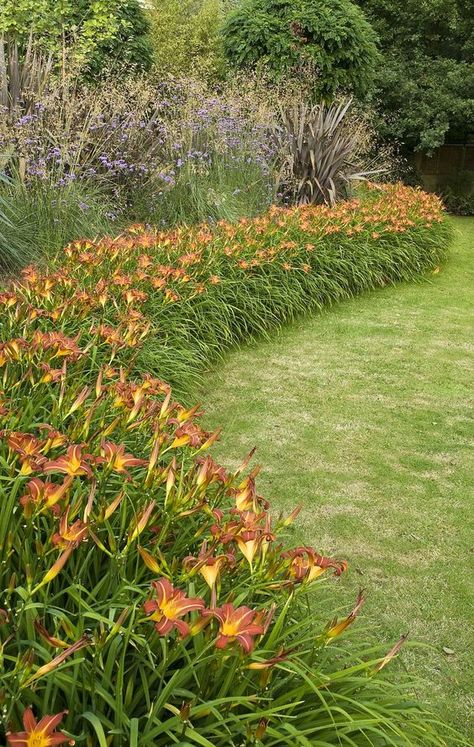 Hemerocallis Fulva, Mass Planting, Daylily Garden, Front Fence, Lily Garden, Day Lilies, Garden Shrubs, Modern Garden Design, Wildflower Garden