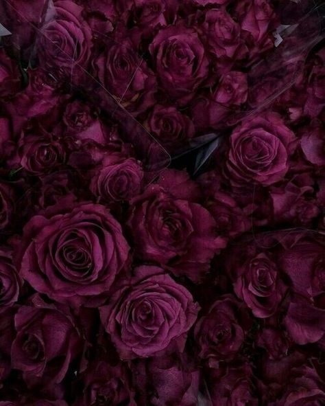 Burgundy , Roses , Nature , Soft Grunge , beautiful Maroon Aesthetic, Burgundy Aesthetic, Wallpapers Ipad, Lucky Colour, Tapeta Pro Iphone, Aesthetic Look, Rose Wallpaper, Aesthetic Colors, Jolie Photo