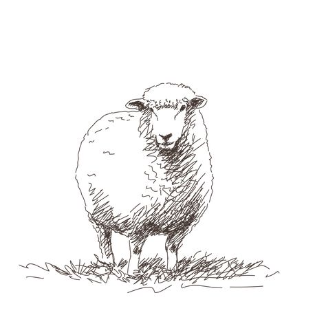 Sheep Sketch Drawings, Easy Sheep Drawings, Sheep Line Drawing, Sheep Line Art, How To Draw A Sheep, Farm Animal Sketches, Sheep Drawing Illustration, Sheep Drawing Simple, Drawing Of Sheep