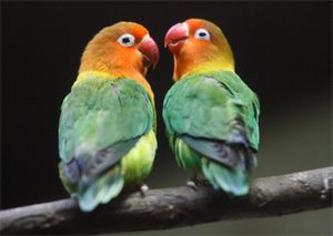 Hobbies, Pets, Birds, Love Birds- Peach faced Love Bird, Fischer's ... African Love, Love Bird, Exotic Birds, Pretty Birds, Cross Stitch Chart, Counted Cross Stitch Patterns, Love Birds, Black Bird, Beautiful Birds