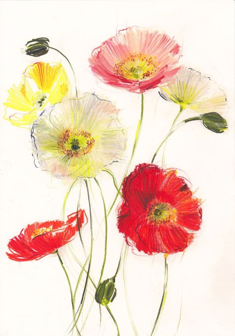 Home | Claudia Lowry Claudia Lowry, Drawing Colour Pencil, Mini Arts, Icelandic Poppy, Floral Art Paintings, Icelandic Poppies, Tulip Painting, Flower Art Drawing, Colour Pencil