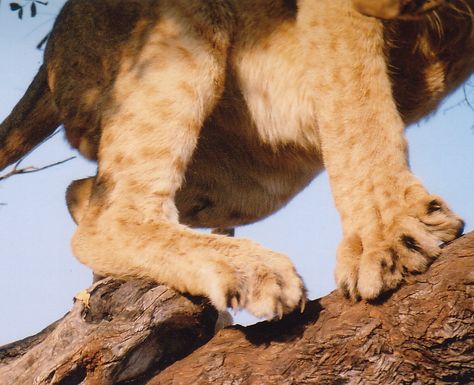 Lion Paws Reference, Lion Paws, Cowardly Lion, Lion Paw, Photo C, Fine Artwork, Lion Cub, Be Nice, Fine Art Gallery