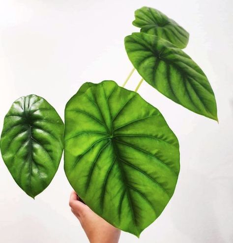 Indoor Plants Melbourne Alocasia Green Shield, Green Shield, Plants Decor, Green With Envy, House Plants Decor, Go Green, Plant Decor, So Excited, Your Eyes