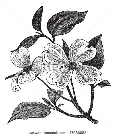 Flower Engraving Stock Photos, Flower Engraving Stock Photography ... Dogwood Tattoo, Old Book Illustrations, Cornus Florida, Flowering Dogwood, Engraved Illustration, Florida Vintage, Dogwood Flower, Dogwood Blossoms, Dogwood Trees