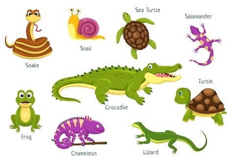 Conjunto, de, animal, reptil, ilustració... | Premium Vector #Freepik #vector #salamandra #reptiles #iguana #lagarto Types Of Reptiles, Cute Reptiles, Buddha Image, Anime Drawings Tutorials, Flat Illustration, Preschool Worksheets, Art Drawings Simple, Pose Reference, Drawing Tutorial