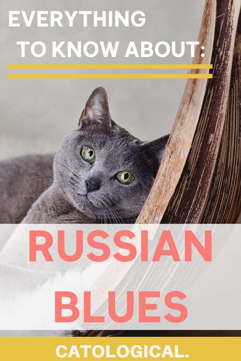 Russian Blue cats are a favorite among many cat lovers. From their cute and sleek aesthetic to their personalities, there’s a lot to love about this breed! Learn about everything you need to take care of your Russian Blue with the linked article! #CatBreeds #CatFacts #RussianBlueCatPersonality #Hypoallergenic Cat Majestic, Russian Blue Cat Personality, Majestic Cats, Emerald Green Eyes, Russian Blue Kitten, Cat Love Quotes, Russian Cat, Cat Toilet Training, Hypoallergenic Cats