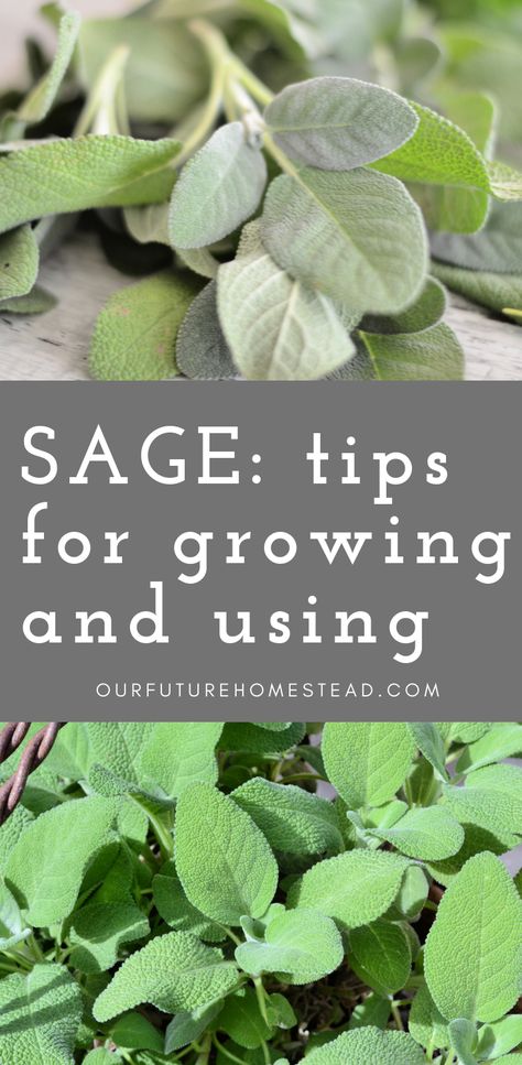 Learn tips to grow, preserve, and use the wonderful garden herb of sage. Garden Sage Uses, Uses For Sage Leaves, Uses For Sage Plant, Harvesting Sage How To, Harvesting Sage, Growing Sage, Sage Herb, Sage Plant, Tiered Garden