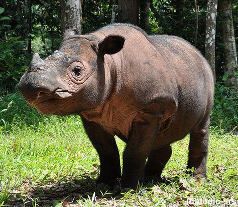 Endangered Species Facts | Top 6 Critically Endangered Species Badak Jawa, Rhino Facts, Sumatran Rhinoceros, Rhino Species, Sumatran Rhino, Indian Rhinoceros, Animal Facts For Kids, Save The Rhino, Animals Information