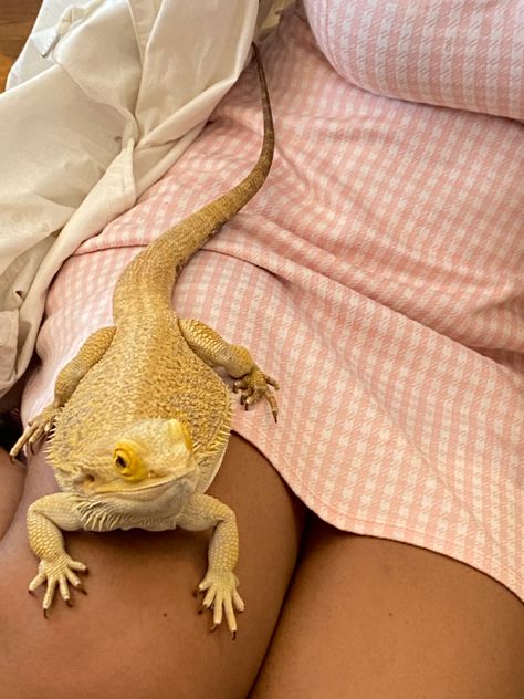 Aesthetic Bearded Dragon, Reptiles Aesthetic, Bearded Dragon Aesthetic, Productive Woman, House Of The Dragon Aesthetic, Rhaena Targaryen, Soft Era, Dragon Aesthetic, Aesthetic Game