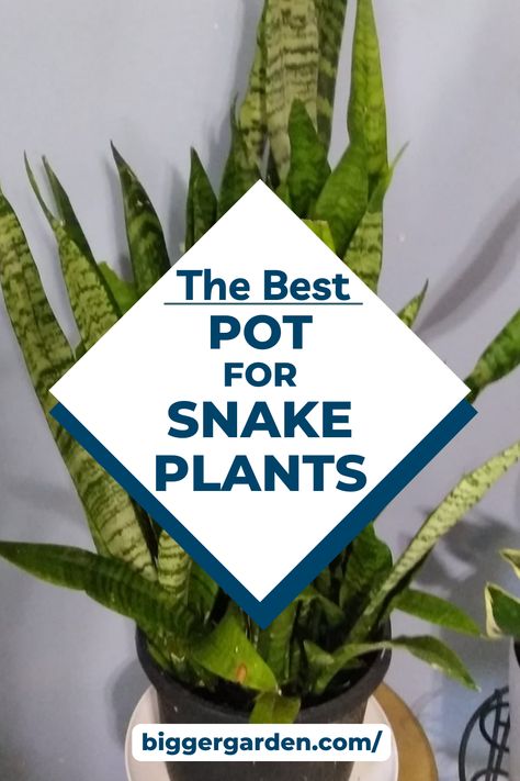 Elevate your indoor oasis with our essential guide to choosing the perfect pot for your snake plants. From size to style, we'll show you how to create an environment where your green friends can truly thrive. Ready to level up your plant game? Click to read more and join our community for regular gardening inspiration! Snake Plants In Pots, Snake Plant Blooming, How To Plant Indoor Plants Pots, How To Plant Snake Plant In A Pot, Best Pot For Snake Plant, Snake Plant Flowers, Best Pots For Indoor Plants, Pots For Snake Plants, Rooting Snake Plant In Water