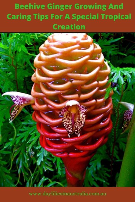 There is not much care that the Beehive ginger plant needs. Ensure that the plants are grown in large areas where they get Beehive Ginger, Ginger Uses, Ginger Plants, Dog Australian Shepherd, Australian Photography, July Flowers, Ginger Plant, Ginger Flower, Plants Care