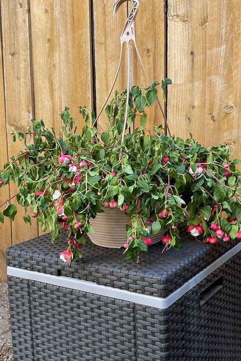 How to Water Fuchsia Plants | Gardener’s Path