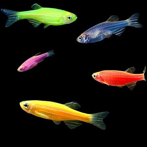 How many GloFish in a 10 Gallon Tank 🐠 (Stocking Guide) Zebra Danio, Glofish Tank, Mosquito Fish, Glofish Aquarium, Coldwater Fish, Tanaman Air, Glow Fish, Tropical Fish Aquarium, Freshwater Aquarium Fish