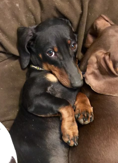 Ridiculously cute Black and Tan dachshund "Willie Shorts" Black Weiner Dog, Black And Tan Dachshund Puppy, Daschund Black And Tan, Tan Dachshund, Brown And Black Dachshund, Black Dachshund, Brown Dachshund, Chocolate And Tan Miniature Dachshund, Dachshund Black And Tan