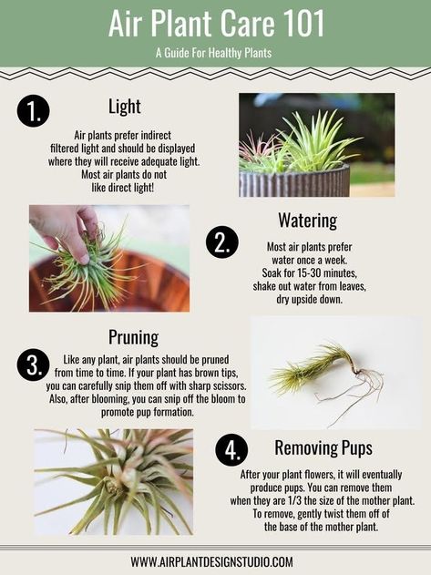 Air Plants Diy, Air Plant Care, Air Plant Garden, Air Plants Decor, Plants Vs Zombies 2, Avocado Plant, Paradise Plant, Air Plants Care, Kitchen Plants