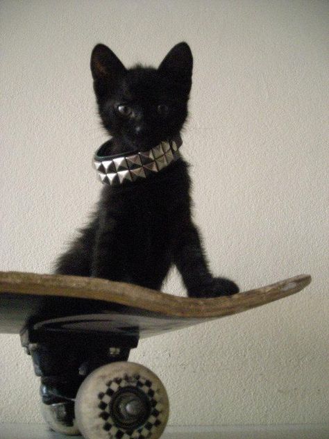 Emo Cat, Punk Cats, Music Aesthetics, Gothic Music, Black Cat Aesthetic, Walpapers Cute, Goth Music, Music And Art