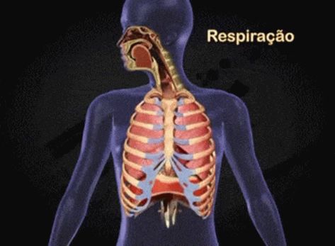 Pulmao Corpo GIF - Pulmao Corpo Breathing - Discover & Share GIFs Anime Maya, Breathing Gif, Science Pics, Dna 3d, Food Safety Posters, Inside Human Body, Human Respiratory System, Lung Anatomy, Science Infographics