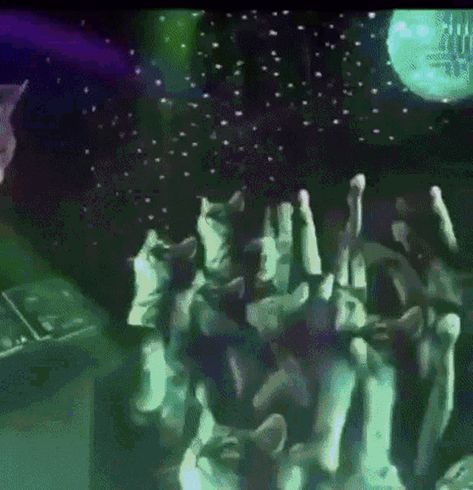 Cats Party Time GIF - Cats Party Time Dancing - Discover & Share GIFs Dancing Animated, Funny Baby Faces, Dancing Gif, Dancing Cat, Baby Faces, Cat Party, Funny Baby, Party Banner, Cat Gif