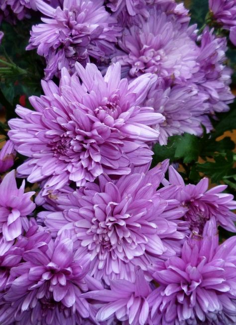 Purple carnations Purple Chrysanthemum Bouquet, Purple Chrysanthemum, Chrysanthemum Bouquet, Purple Mums, Purple Carnations, Yellow Carnations, Carnation Bouquet, Carnation Flower, Chrysanthemum Flower