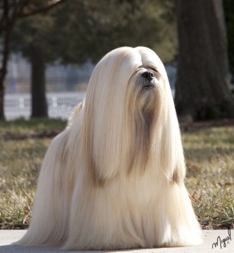 James Bond aka Lhasa Apso Breed Champion, georgous! -not mine, but very pretty fella! Lhasa Apso Puppies, Dog Breath, Lhasa Apso, Lhasa, White Dog, Charles Spaniel, Women Humor, Cavalier King Charles Spaniel, Cavalier King Charles