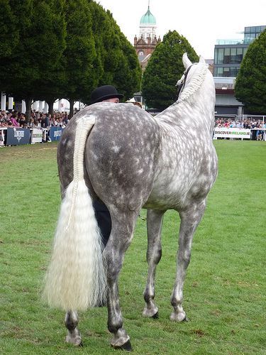 #horses #braids Horses Braids, Horse Braids, Horse Mane Braids, Dapple Grey Horses, Grey Horses, Horse Braiding, Tail Braids, Horse Mane, Fluffy Tail