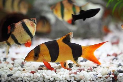 Clown Loach Natural Habitat, Size, Diet, Breeding & More Clown Loach, Beautiful Fish, Freshwater Aquarium, Fishing Humor, Freshwater Fish, Tropical Fish, Aquariums, Fish Tank, Take Care