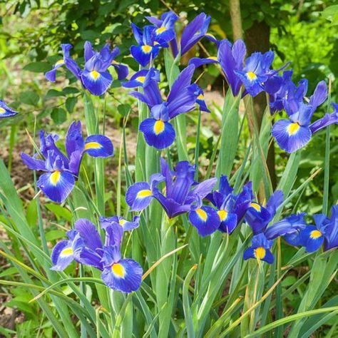 Iris Bulbs, Dutch Iris, Winter Greenhouse, Spring Flowering Bulbs, Iris Garden, Garden Bulbs, Blue Magic, Spring Bouquet, Spring Bulbs