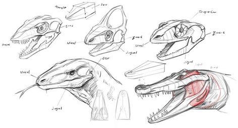 Dragon Anatomy, Animal Drawings Sketches, Animal Anatomy, Animal Study, Paleo Art, 다크 판타지, Creature Drawings, Dinosaur Art, Anatomy Drawing